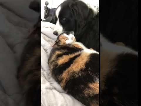Dog Lovingly Licks Calico Cat's Head - 1071320