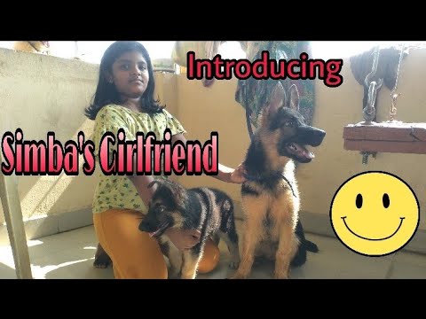 Introducing Simba's Girlfriend|First meet|Pets vlog|