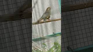 Download lagu Burung Robin | pancingan robin agar cepat gacor mp3