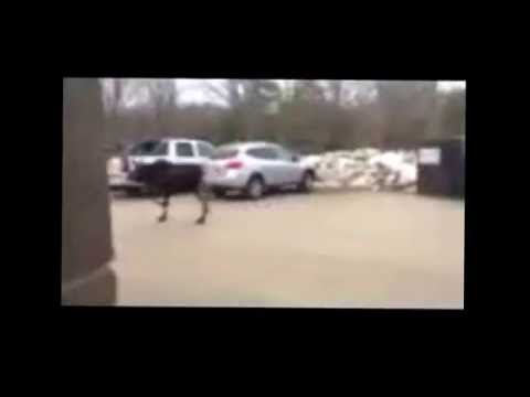 Moose In Parking Lot