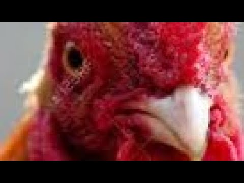 Longest rooster crow