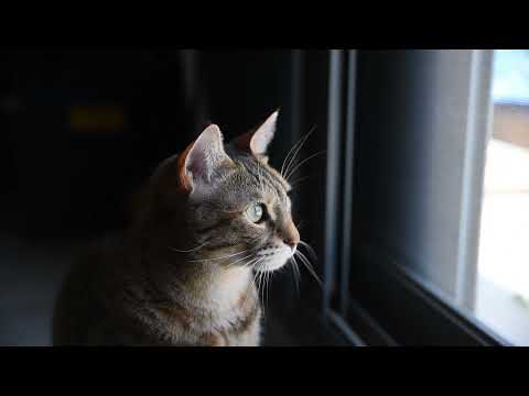 A lone cat by the window