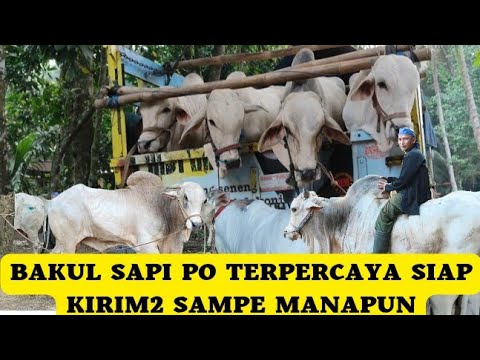 , title : 'Suplier Sapi PO Kebumen Terpercaya Siap Kirim2.Dari Pedet Sampe Jumbo Ready‼️Harga Sapi PO Qurban'
