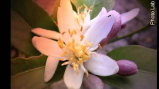 Le orme     Figure di cartone con testo