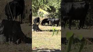 Still works on a plan to get to the other side #cow #farming #farmlife #shorts