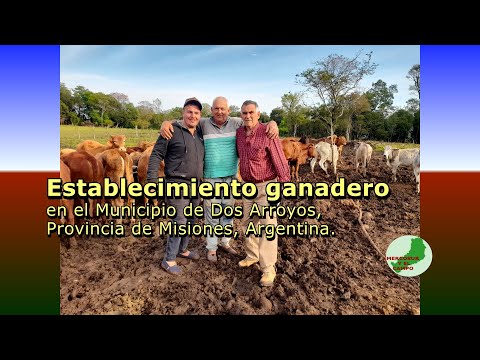 Establecimiento ganadero I Municipio de Dos Arroyos, Provincia de Misiones, Argentina.