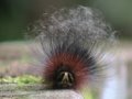Caves And Rainforest Mulu Featured On BBC S Planet Earth Series