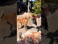Aseel Rooster Vs Dog Fight Aseel Dog Shorts