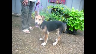 Video preview image #1 Jack Russell Terrier-Unknown Mix Puppy For Sale in Germanton, TN, USA