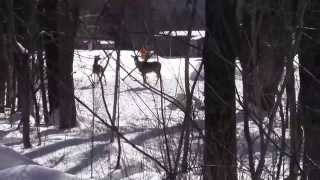 preview picture of video 'Tame Deer in Minerva NY 1-28-15'