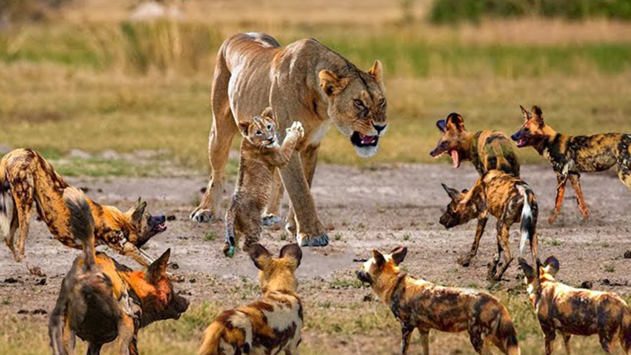 The Mother Lion Was In Pain When She Could Not Protect Her Cubs From A Pack Of Ferocious Wild Dogs
