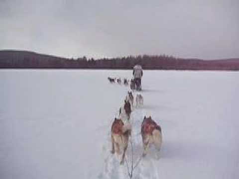 dog mushing across a frozen lake