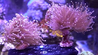 Re-plugging Torch Corals / Responses to last week's video.