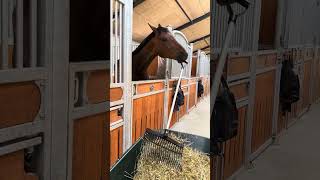 Alexis the stablehand. May 28th, 2023.