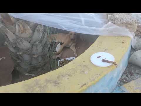 The first day of the birthday of small and beautiful dogs