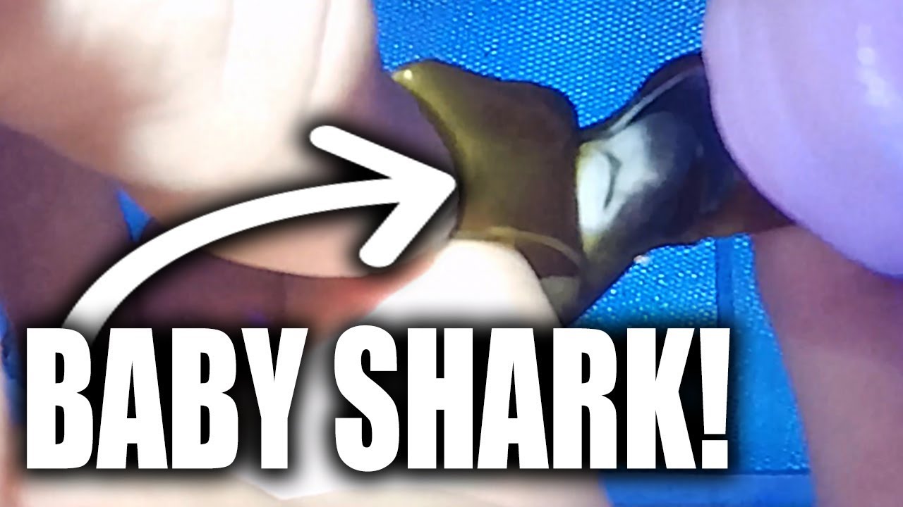 THE SHARKS HATCHED!!