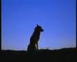 Shaman - Odda Mailbmi 