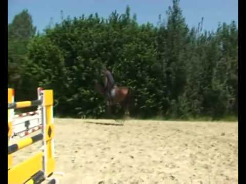 Quasimodo van de Molendreef x Randel Z x St  Bretain xx 6 years old gelding for sale