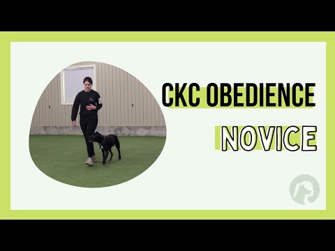 CKC Obedience Novice - Enzo Leg 1 Score 186.5