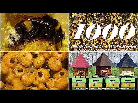 Hummeln zur Bestäubung züchten - Erdhummel (Bombus terrestris) #hummel #hummeln #bestäubung