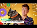 Moet je katten straks aan de lijn uitlaten? | UITGEZOCHT #59