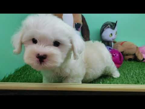 Maltipoo Puppy- Male- Oakley