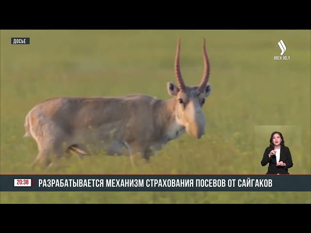 Разрабатывается механизм страхования посевов от сайгаков