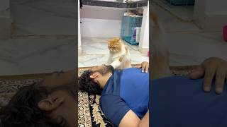 Biggest twist😱😱 #catvideo #comedy #sajidcat #funny #cat #petlover #catshorts #catcomedy