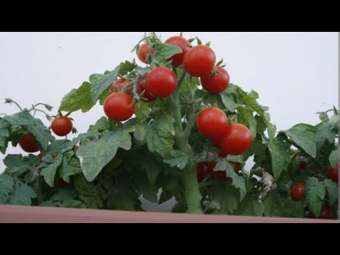 , title : 'Çeri domates fidesi ekimi ve yetiştirme #saksı #domates #yetiştiricilik #sulama'