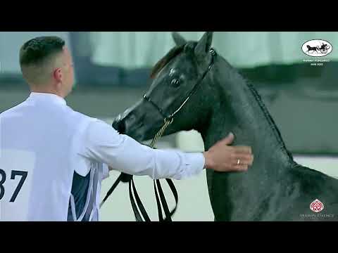 N 37 KADEN ALMAHA   Kuwait Purebred Arabian Horses Show 2022   Yearling Fillies Class 1B