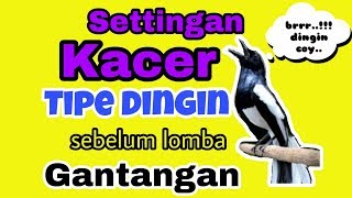 Download lagu Settingan Kacer tipe Dingin sebelum Lomba mp3