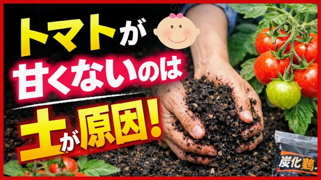 【甘いトマトには秘密がある】あま～いトマトの育て方！初心者もできる簡単ホームセンター土作り～プランター家庭菜園・炭化鶏ふん ～
