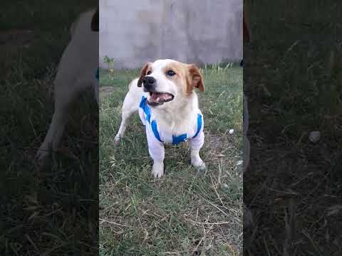 malvado es cabala de la seleccion argentina...