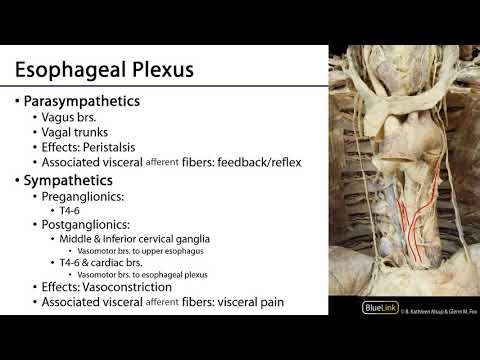 LO7 Esophagus - Posterior Mediastinum