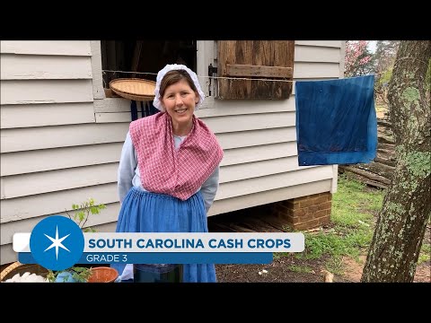 Cash Crops - Indigo and Cotton