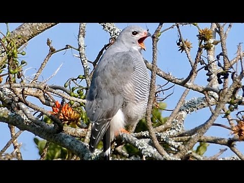 Lizard Buzzard (Kaupifalco monogrammicus)