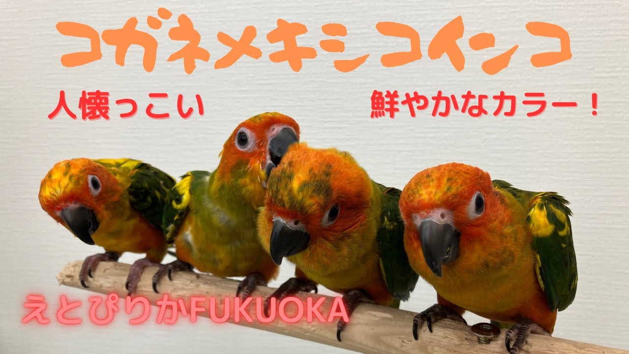 【えとぴりかFUKUOKA】人懐っこい！カキカキ大好き【コガネメキシコインコ】