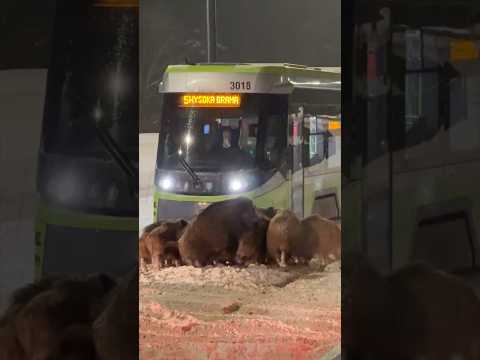 Dziki sparaliżowały ruch tramwajowy w Olsztynie! #olsztyn #tramwaje #dziki