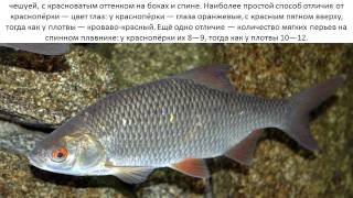 Чем отличается плотва от красноперки фото