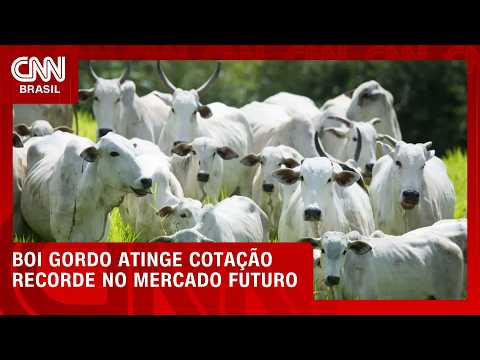 Preço do boi gordo renova recordes e arroba supera R$ 380 na B3 | CNN AGRO NEWS