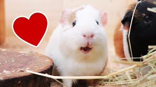 Does My Guinea Pig Love Me? | Signs Your Guinea Pig Loves You