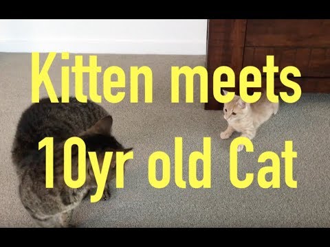Kitten meets 10yr old cat