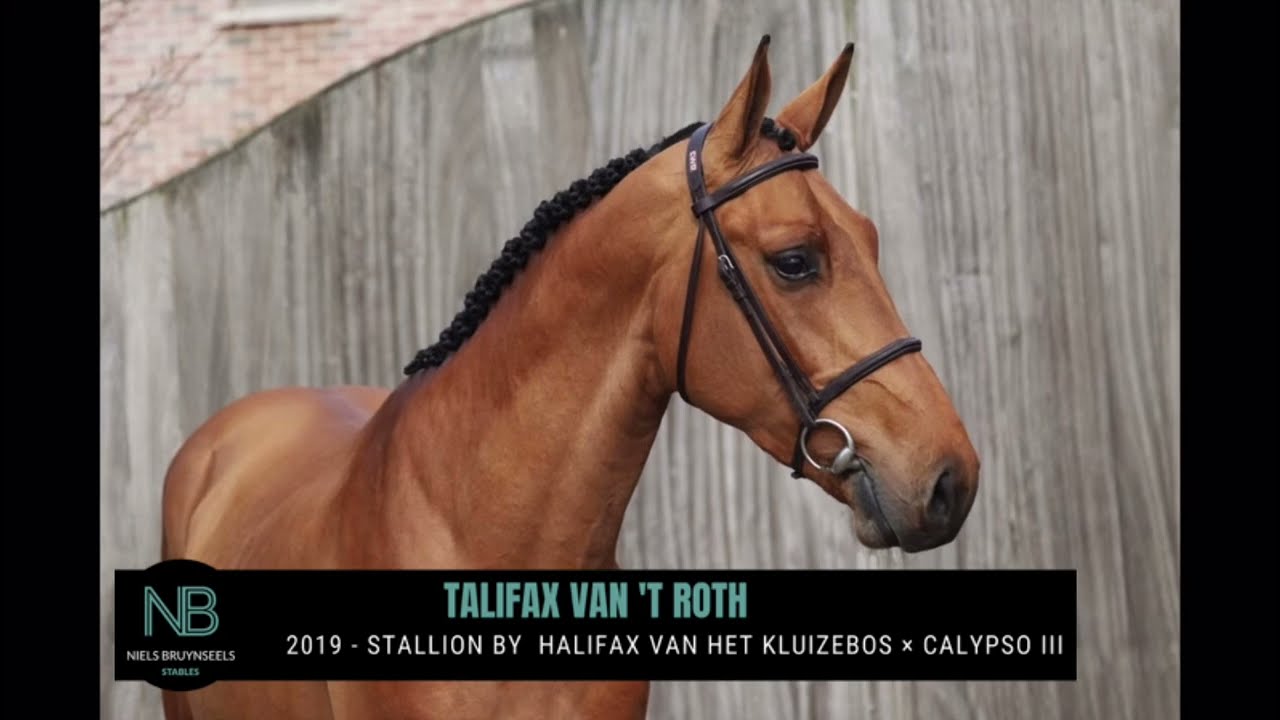 Talifax van't Roth