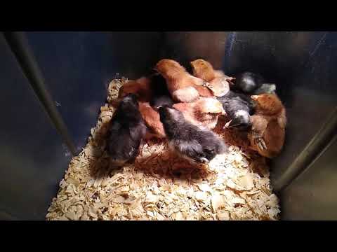 SO MANY CHICKENS...SO LITTLE TIME!