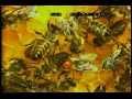 Newswise: Complex Learned Social Behavior Discovered in Bee’s ‘Waggle Dance’