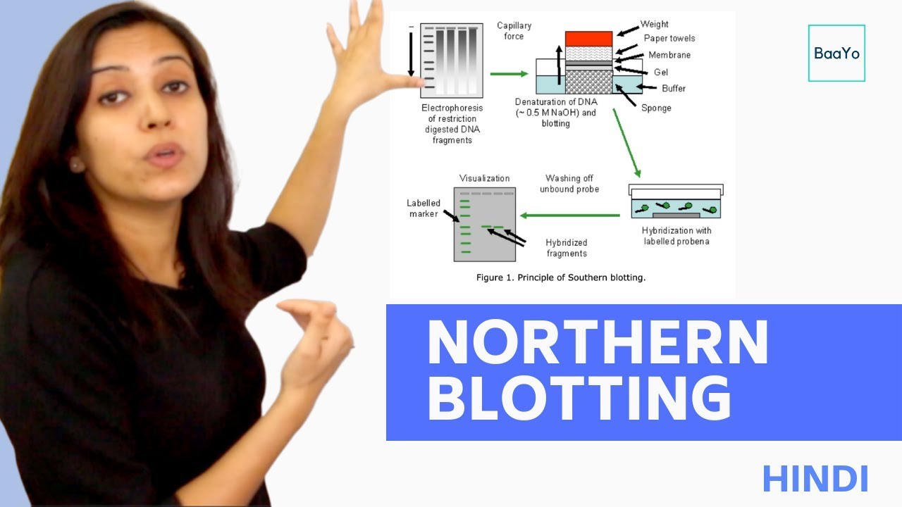 Northern Blotting | Basic Procedure | In Hindi