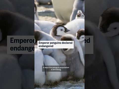 Emperor penguins declared endangered