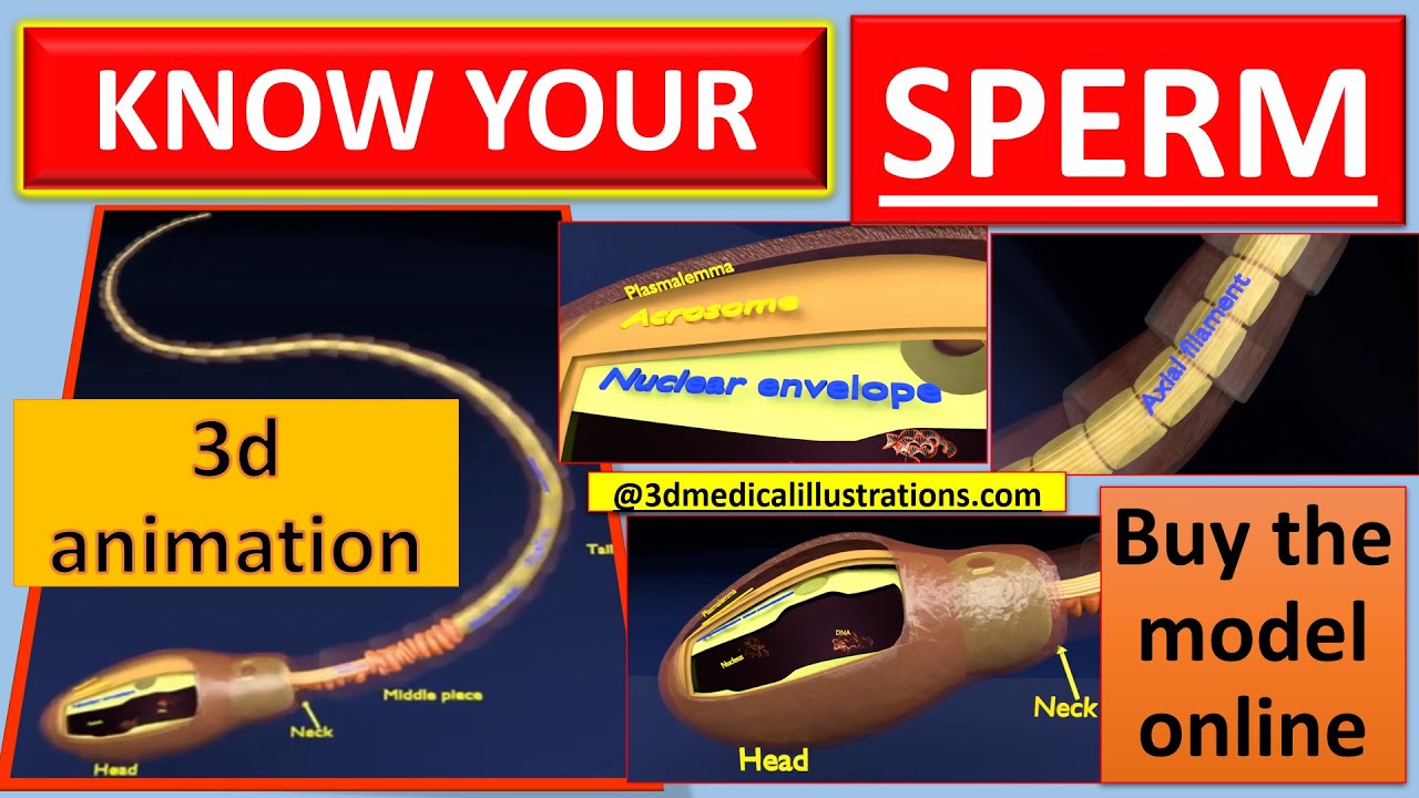 3D sperm spermatozoa 3D Model