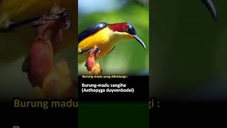 Download lagu 5 Spesies Burung Madu yang Dilindungi. #burungmadu #konin #kolibrininja #burung mp3