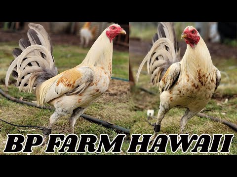 HAWAII !! Beautiful Black White Gold Birds BP FARM